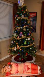 www.xsiteability.com - 123 Christmas 2015 photos thumbnail